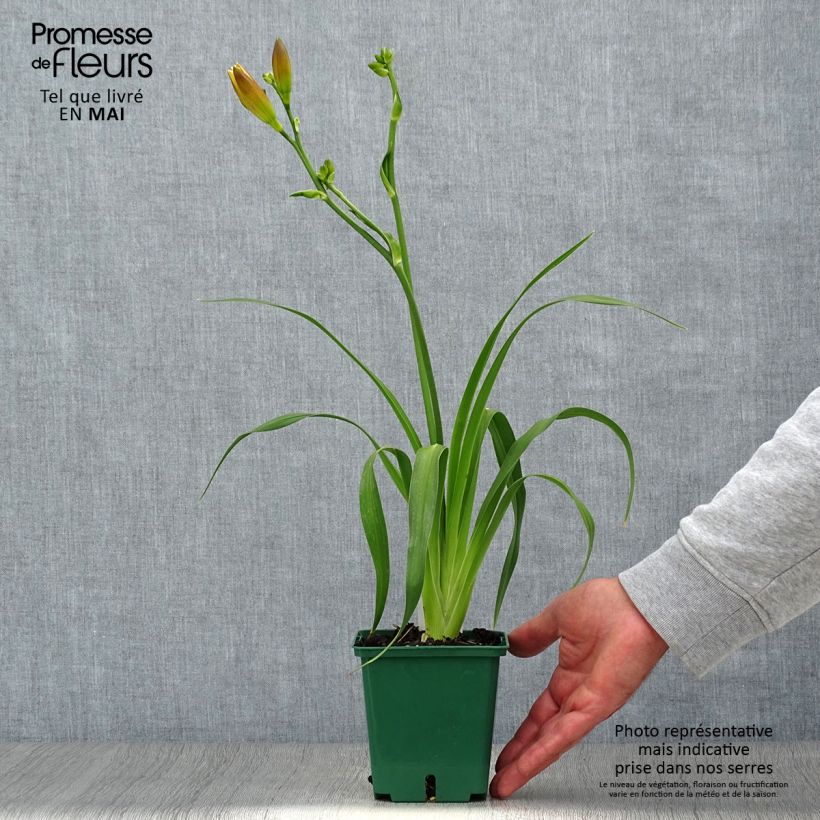 Hemerocallis Jason Salter Maceta 1L/1,5L Ejemplar entregado en la primavera