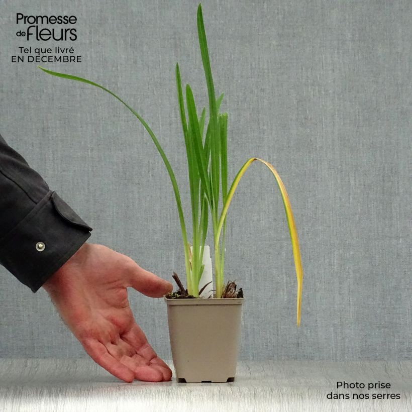 Hemerocallis Joan Senior Maceta de 8/9 cm Ejemplar entregado en invierno