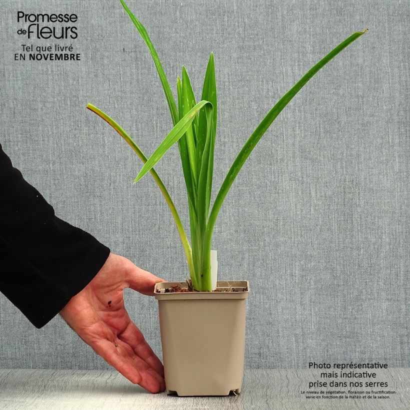 Ejemplar de Hemerocallis Joan Senior Maceta de 8/9 cm entregado en otoño