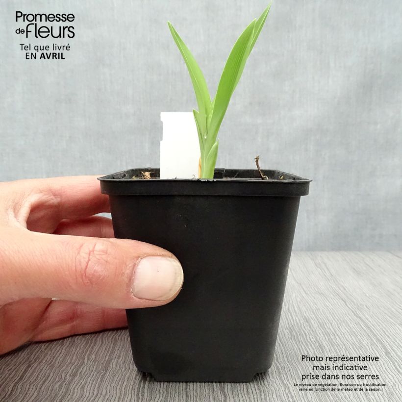 Hemerocallis Joan Senior Maceta de 8/9 cm Ejemplar entregado en la primavera