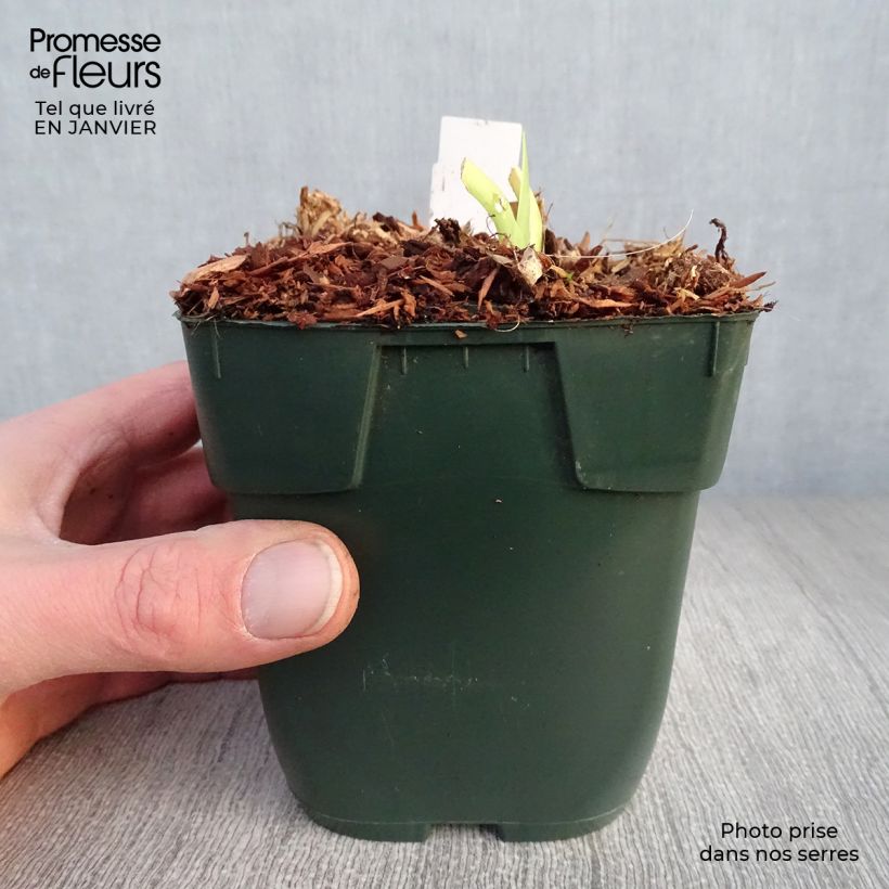 Hemerocallis Jolly Hearts Maceta de 8/9 cm Ejemplar entregado en invierno