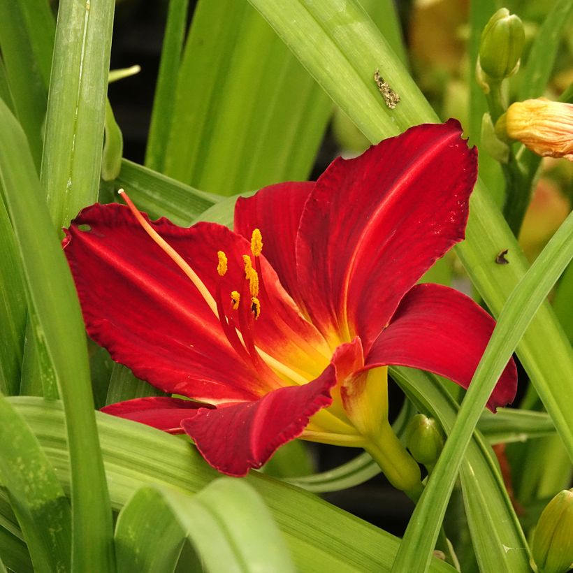 Hemerocallis Jolly Hearts (Floración)