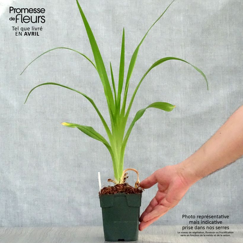 Hemerocallis Jolly Hearts Maceta de 8/9 cm Ejemplar entregado en la primavera