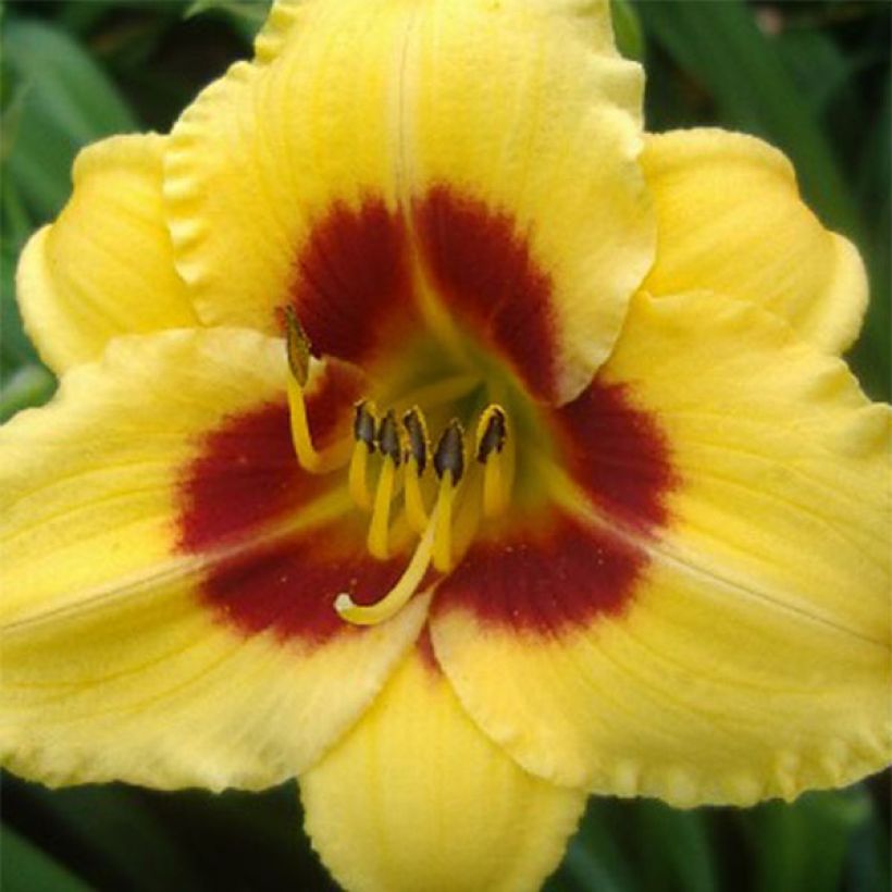 Hemerocallis Little Cadet (Floración)