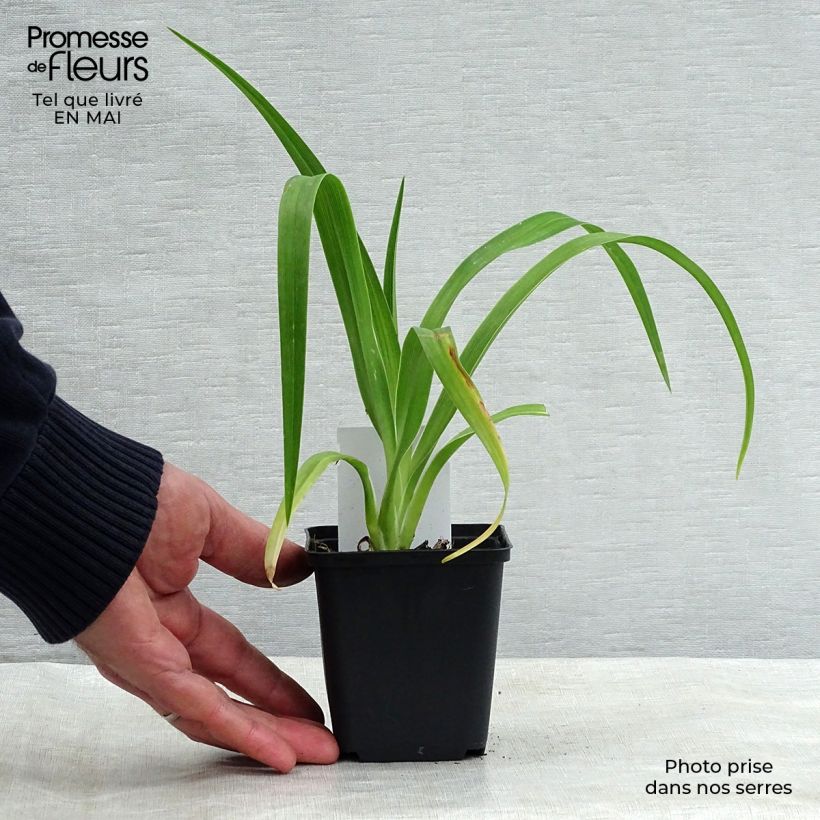 Hemerocallis Luxury Lace Maceta de 8/9 cm Ejemplar entregado en la primavera