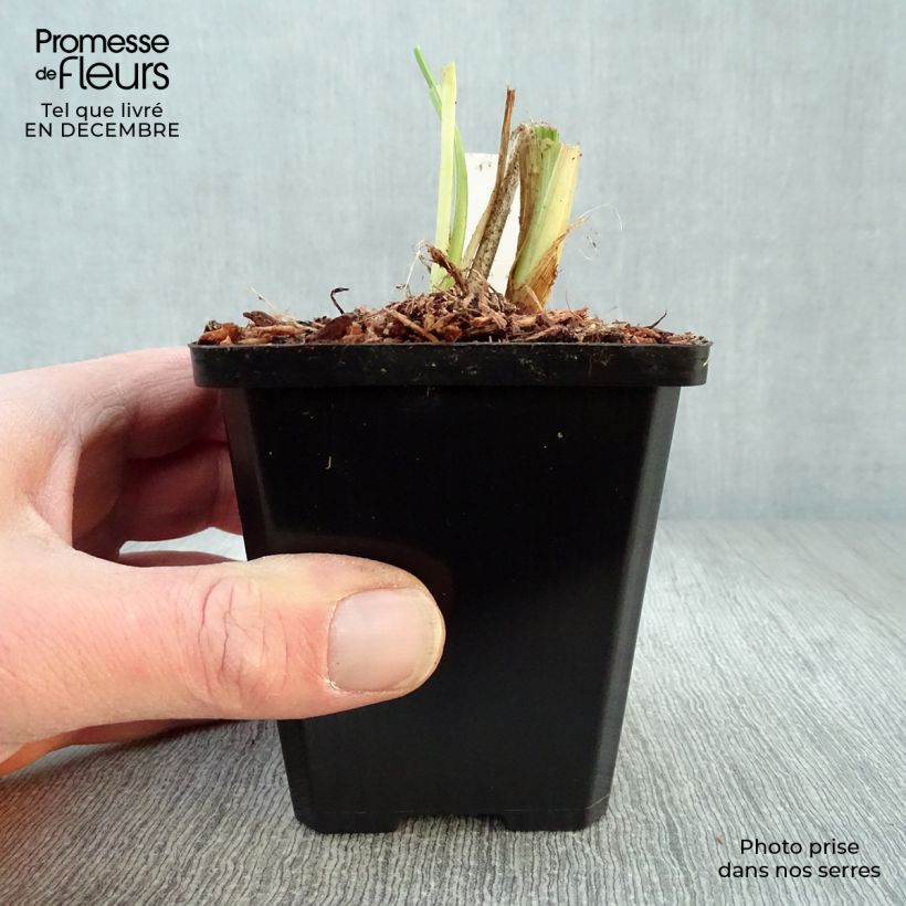 Hemerocallis Luxury Lace Maceta de 8/9 cm Ejemplar entregado en invierno