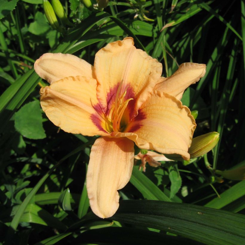 Hemerocallis Lynn Hall (Floración)