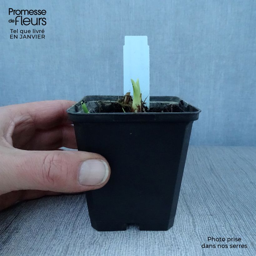 Hemerocallis Margaret Perry Maceta de 8/9 cm Ejemplar entregado en invierno