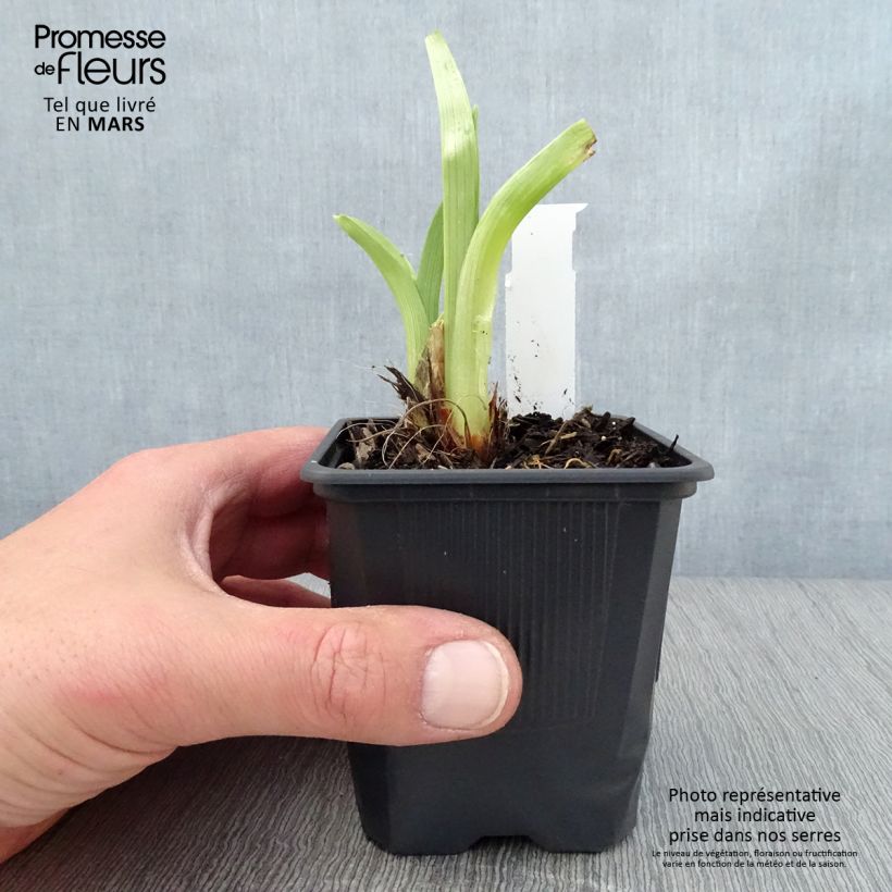 Hemerocallis Mildred Mitchell Maceta de 8/9 cm Ejemplar entregado en la primavera