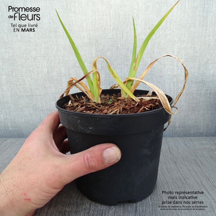 Hemerocallis Mildred Mitchell Maceta 2L/3L Ejemplar entregado en invierno