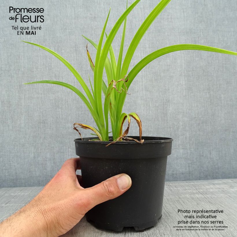 Hemerocallis Mildred Mitchell Maceta 2L/3L Ejemplar entregado en la primavera