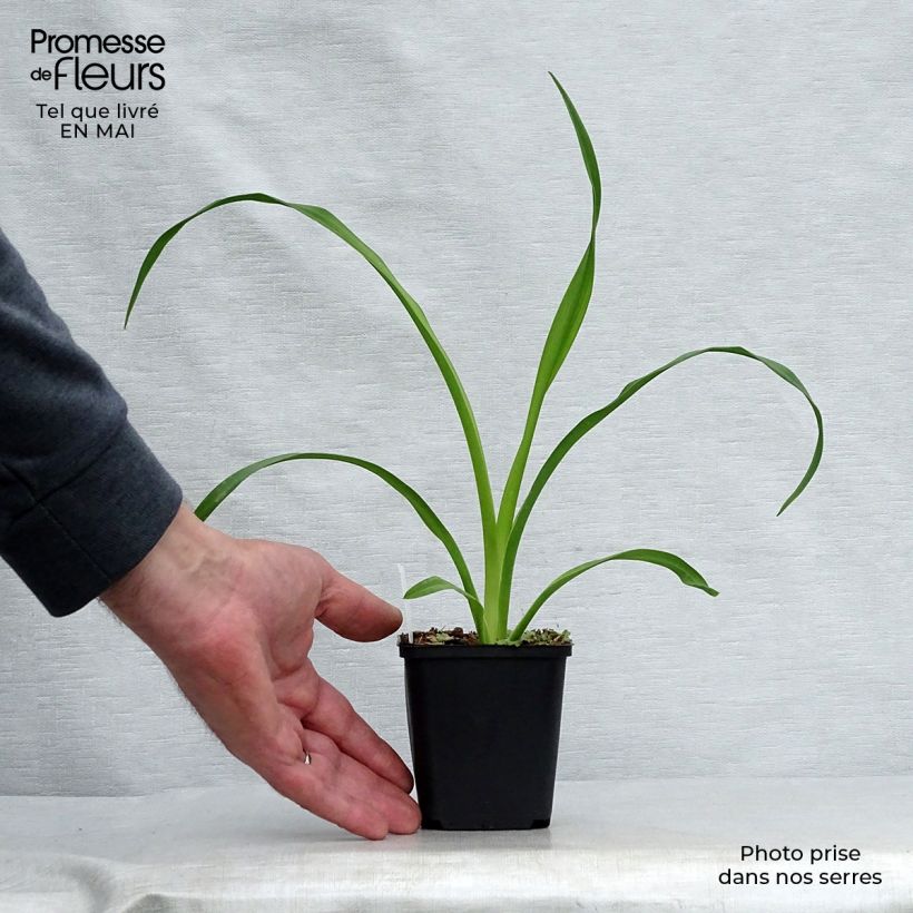 Hemerocallis Mini Pearl Maceta de 8/9 cm Ejemplar entregado en la primavera
