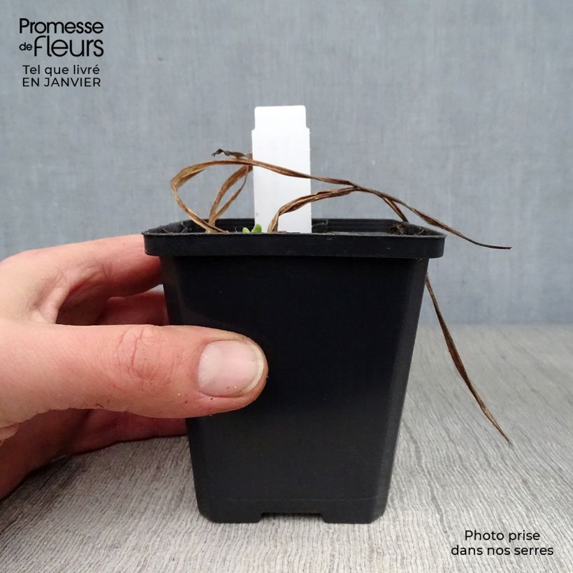 Hemerocallis Mini Pearl Maceta de 8/9 cm Ejemplar entregado en invierno