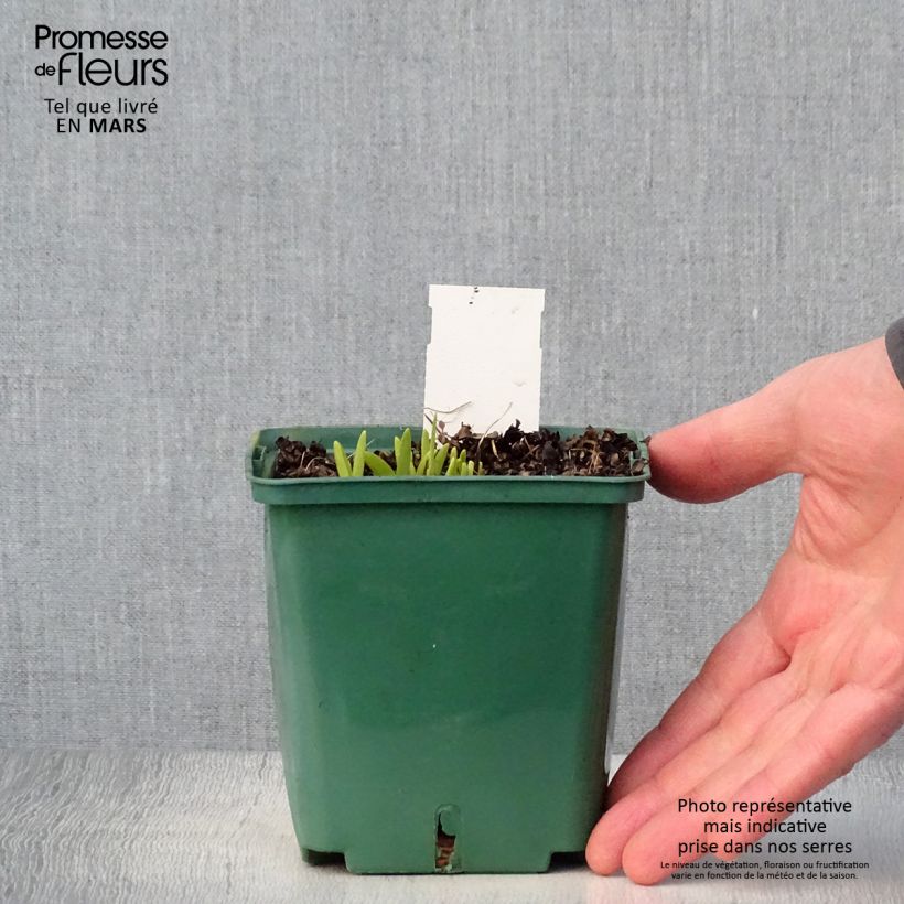 Hemerocallis Mini stella Maceta 1L/1,5L Ejemplar entregado en la primavera