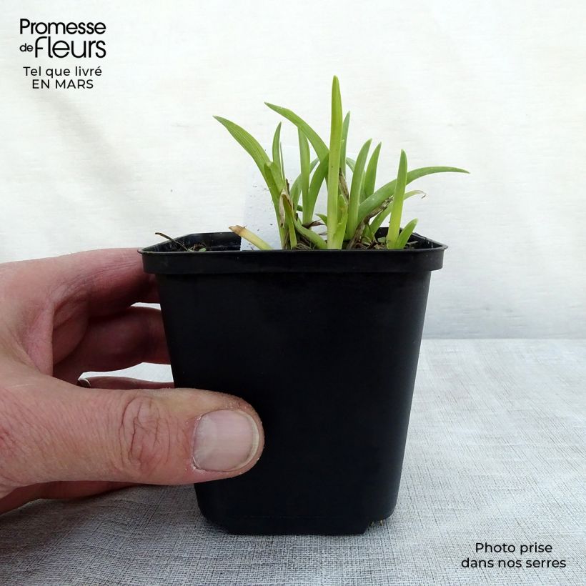 Hemerocallis Mini stella Maceta de 8/9 cm Ejemplar entregado en la primavera