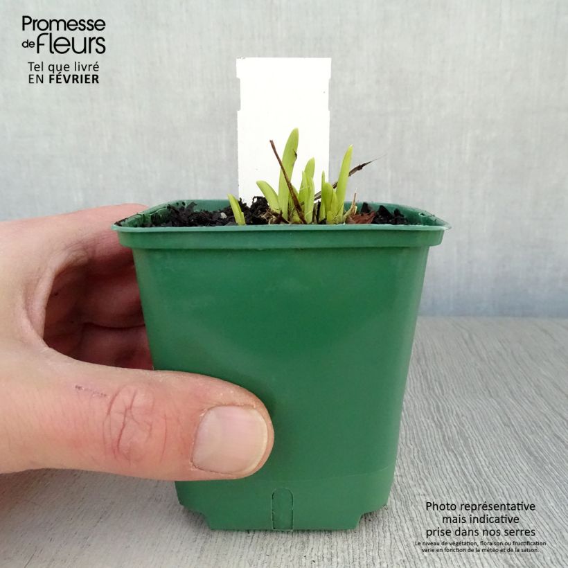 Hemerocallis Mini stella Maceta de 8/9 cm Ejemplar entregado en invierno