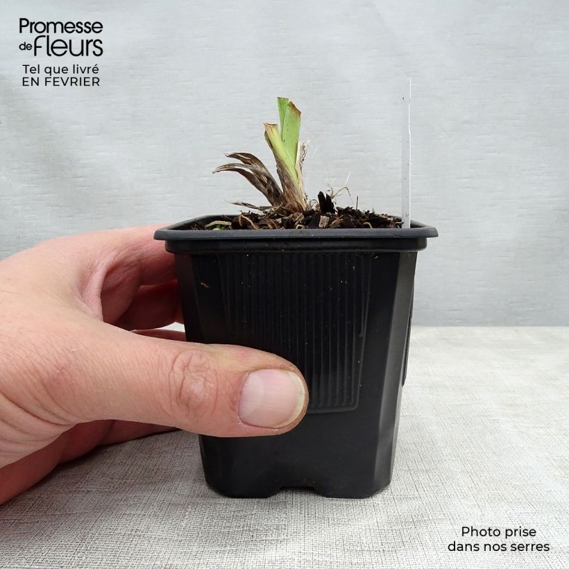 Hemerocallis Moonlight Masquerade Maceta de 8/9 cm Ejemplar entregado en invierno