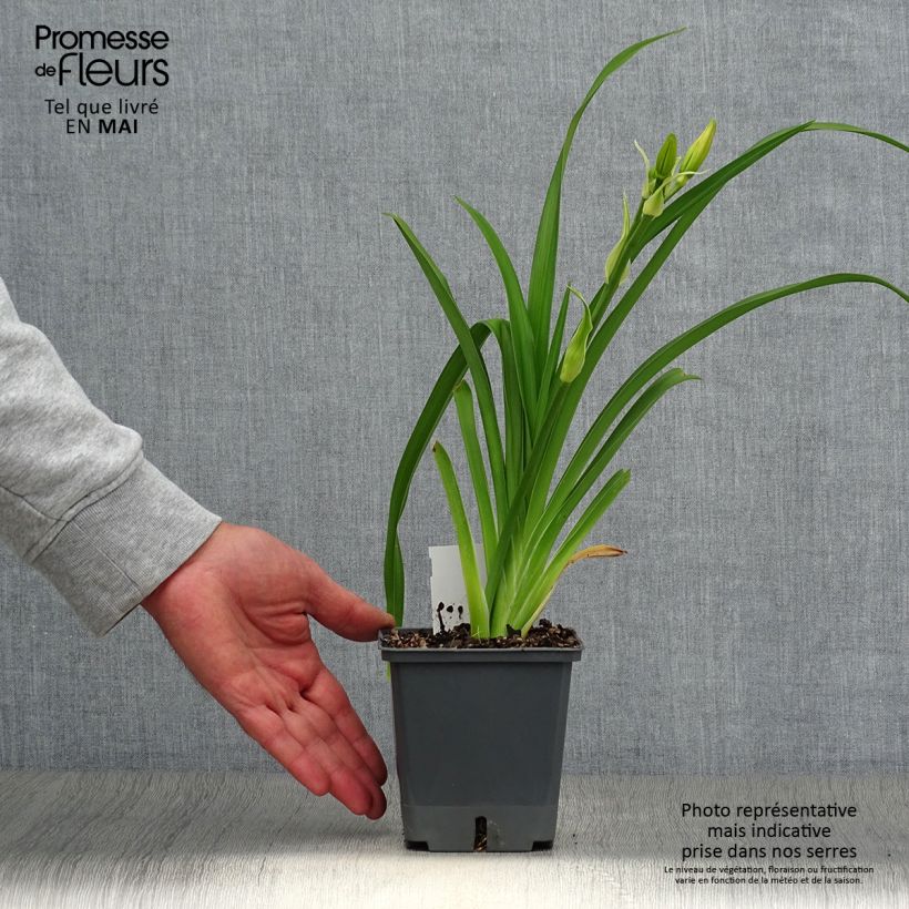 Hemerocallis Nagasaki Maceta 1L/1,5L Ejemplar entregado en la primavera
