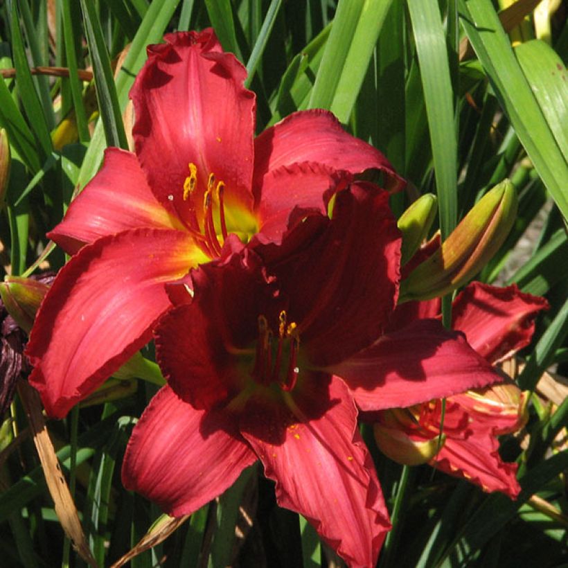 Hemerocallis New Note (Floración)