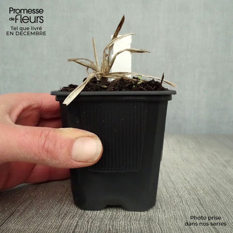 Hemerocallis Neyron Rose Maceta de 8/9 cm Ejemplar entregado en invierno