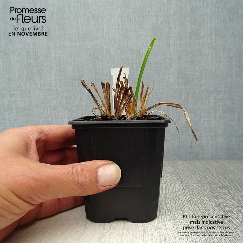Ejemplar de Hemerocallis Neyron Rose Maceta de 8/9 cm entregado en otoño
