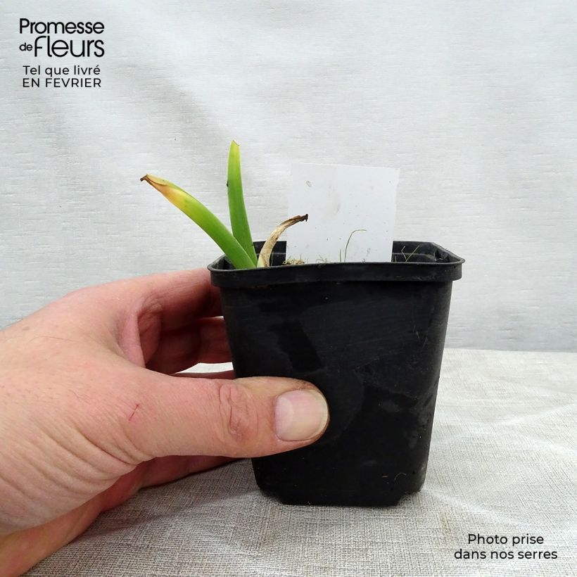 Hemerocallis Olive Bailey Langdon Maceta de 8/9 cm Ejemplar entregado en invierno