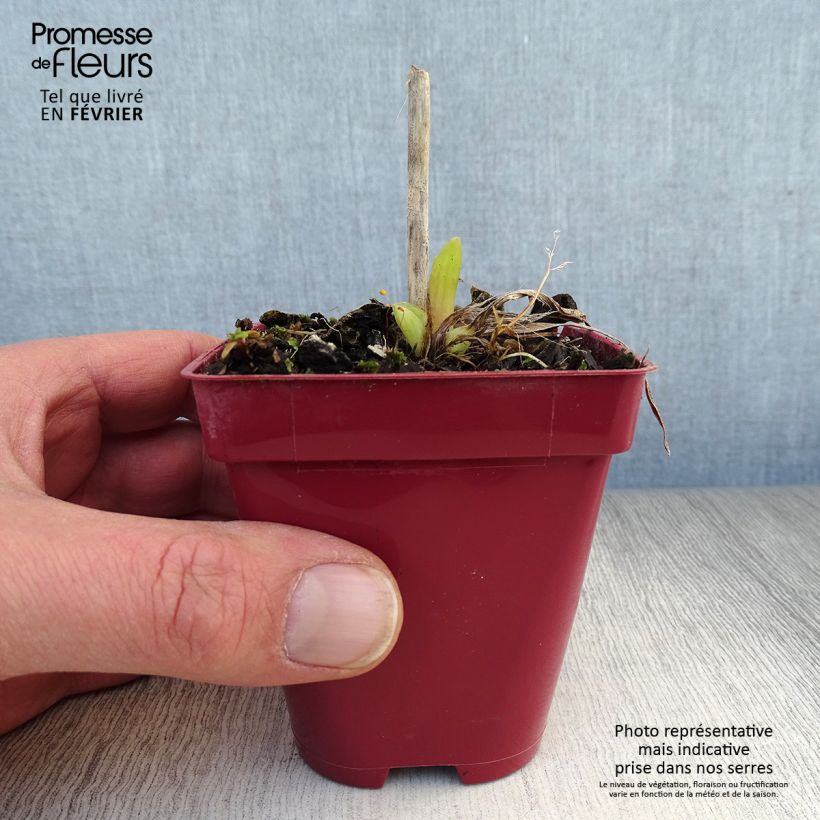 Hemerocallis Orange Prelude Maceta de 8/9 cm Ejemplar entregado en invierno