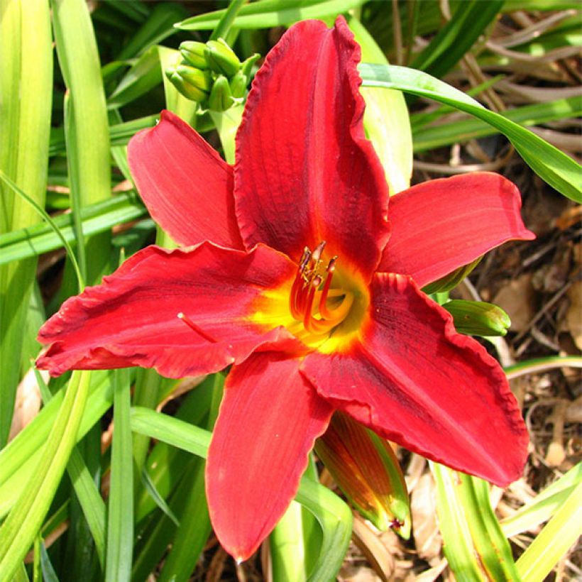 Hemerocallis Oriental Ruby (Floración)
