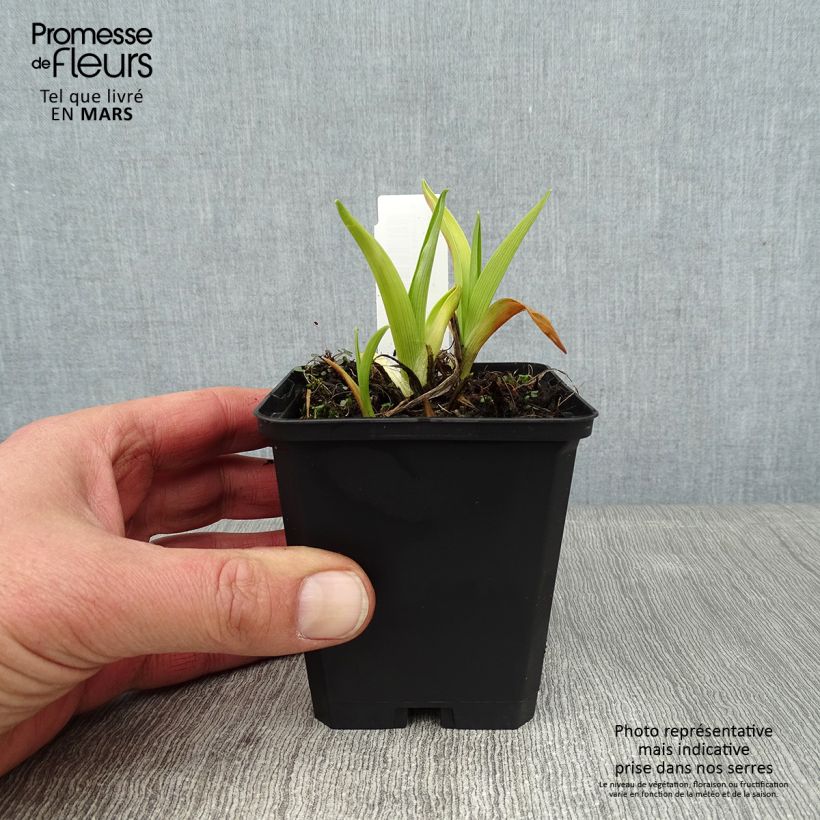 Hemerocallis Pandora's Box Maceta de 8/9 cm Ejemplar entregado en invierno