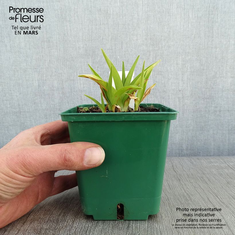 Hemerocallis Pandora's Box Maceta 1L/1,5L Ejemplar entregado en invierno