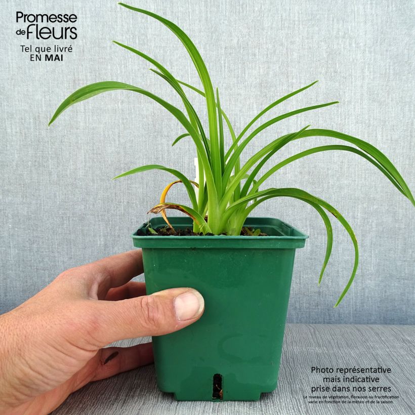 Hemerocallis Pandora's Box Maceta 1L/1,5L Ejemplar entregado en la primavera