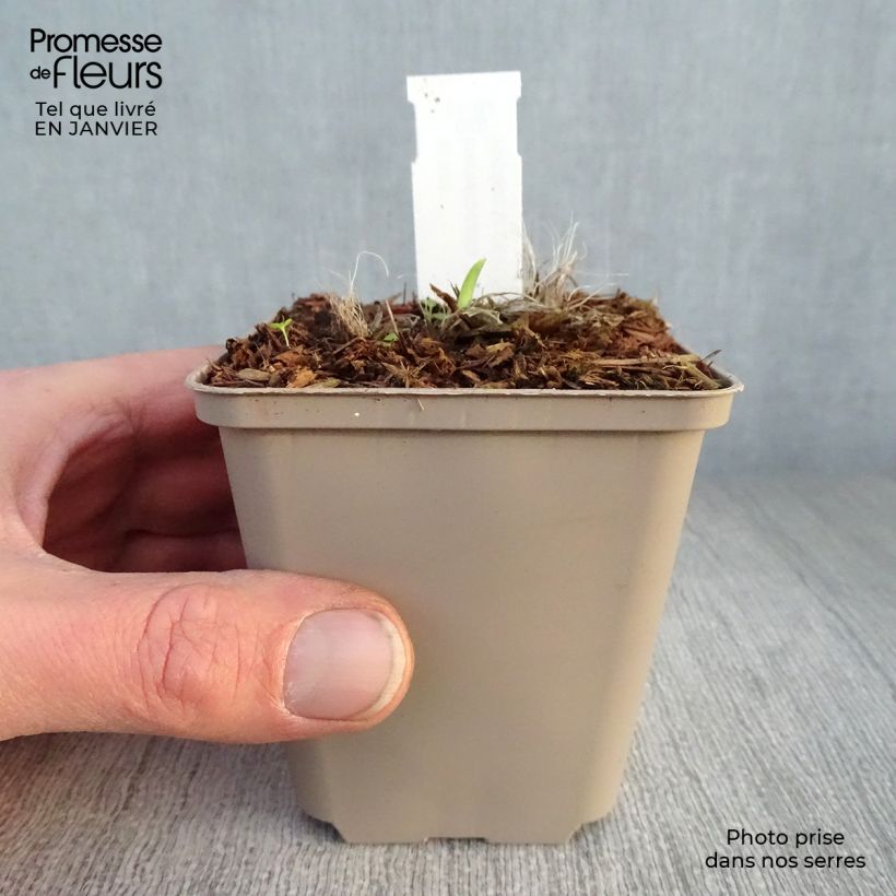 Hemerocallis Pardon Me Maceta de 8/9 cm Ejemplar entregado en invierno