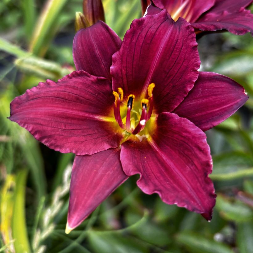 Hemerocallis Pardon Me (Floración)