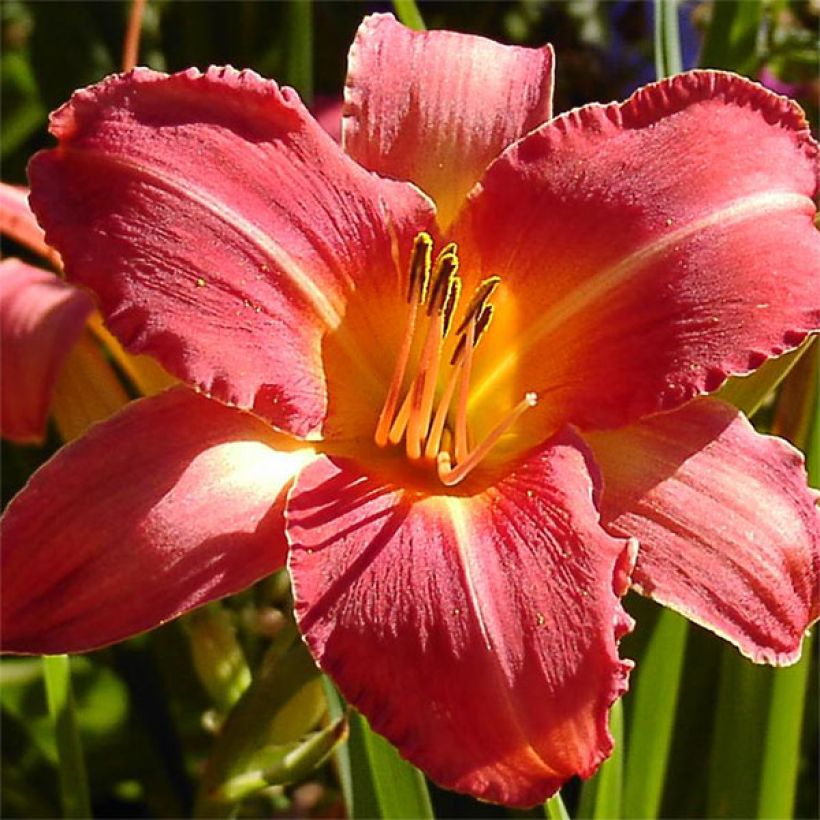 Hemerocallis Persian Market (Floración)