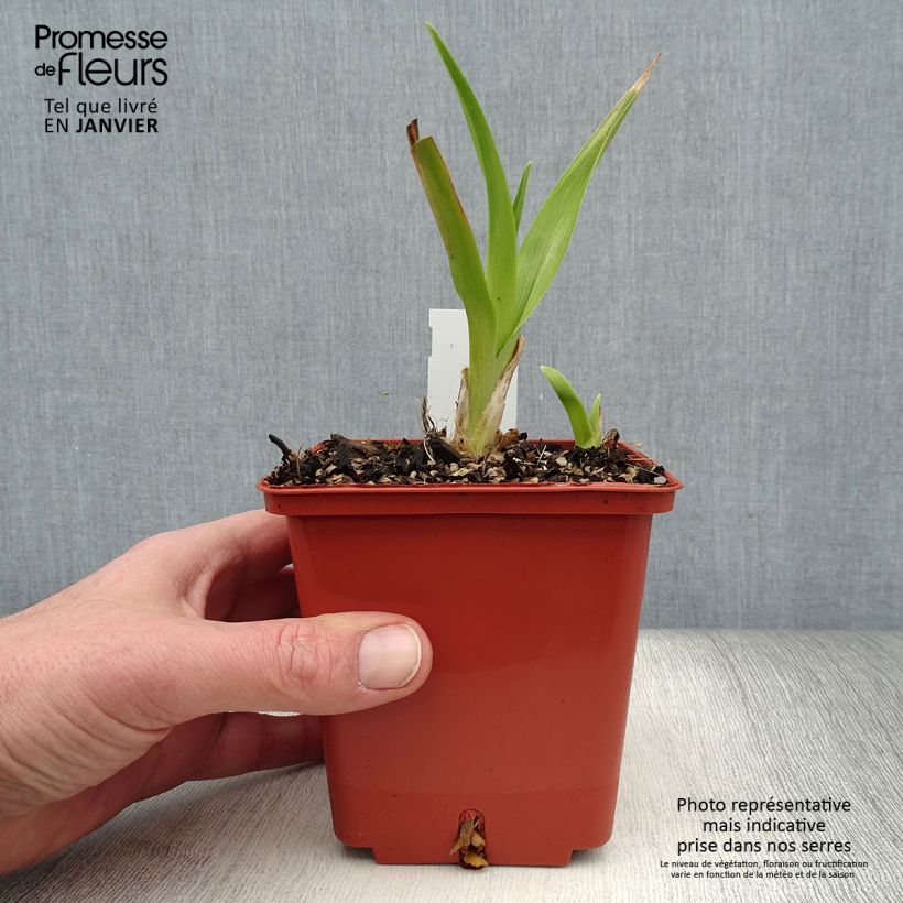 Hemerocallis Piano Man Maceta 1L/1,5L Ejemplar entregado en invierno
