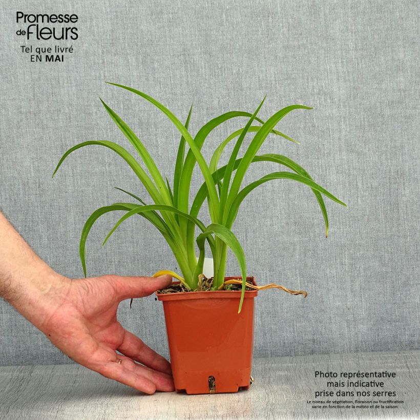 Hemerocallis Piano Man Maceta 1L/1,5L Ejemplar entregado en la primavera