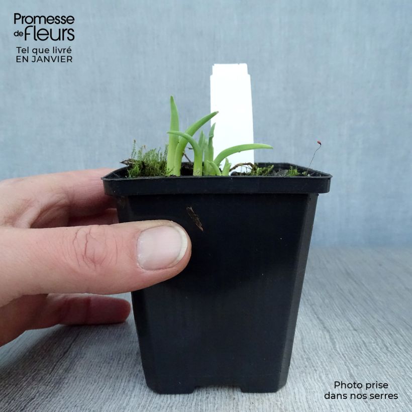 Hemerocallis Pink Damask Maceta de 8/9 cm Ejemplar entregado en invierno