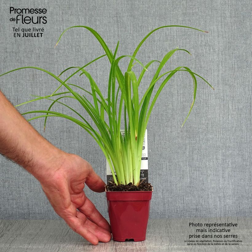 Ejemplar de Hemerocallis Pink Damask Maceta de 8/9 cm entregado en verano