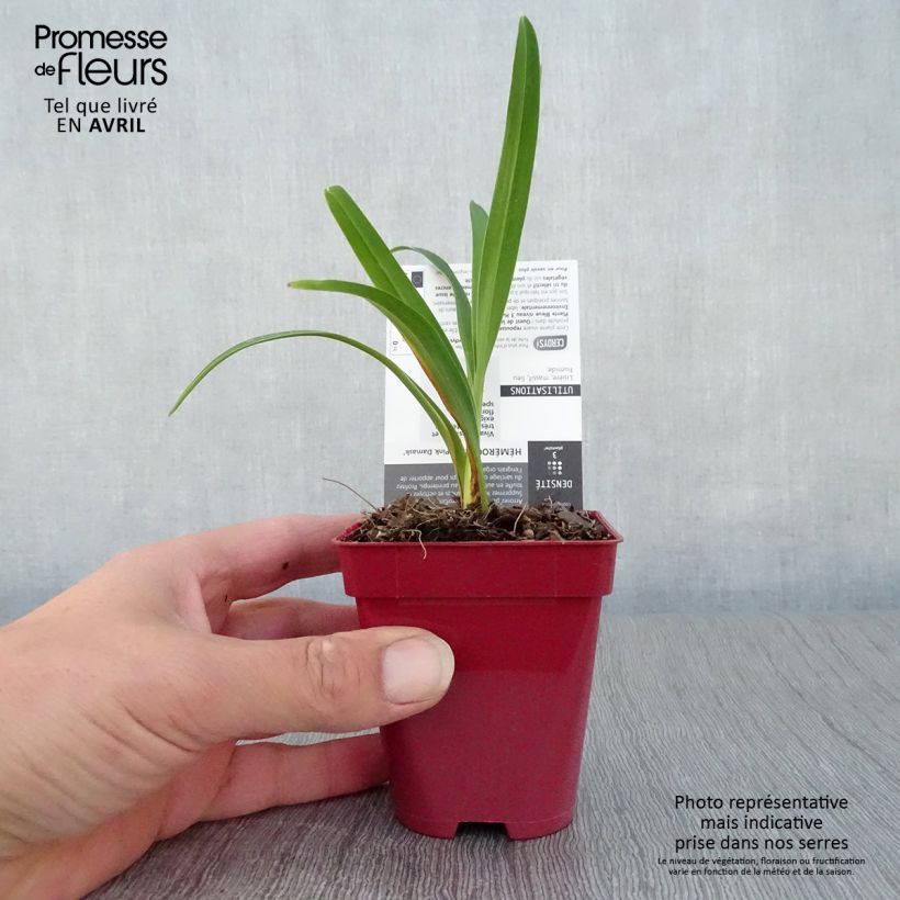 Hemerocallis Pink Damask Maceta de 8/9 cm Ejemplar entregado en la primavera