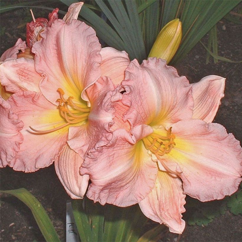 Hemerocallis Pink Flirt (Floración)