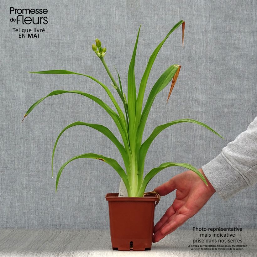Hemerocallis Poogie Maceta 1L/1,5L Ejemplar entregado en la primavera