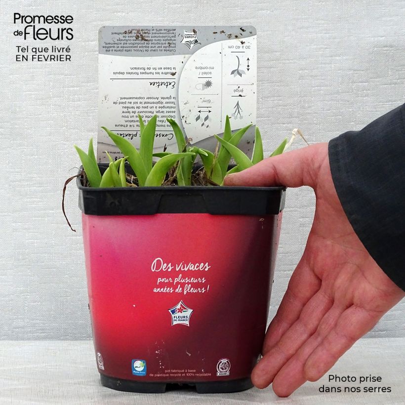 Hemerocallis Red Rum Maceta 2L/3L Ejemplar entregado en invierno