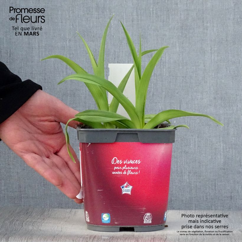 Hemerocallis Red Rum Maceta 2L/3L Ejemplar entregado en la primavera