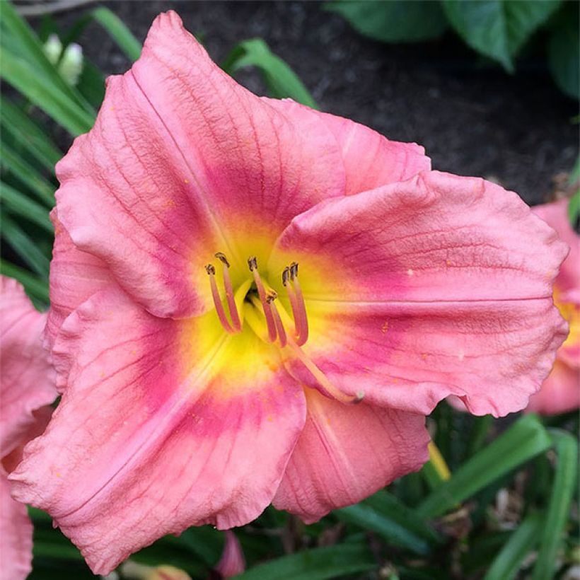 Hemerocallis Rosy Returns (Floración)