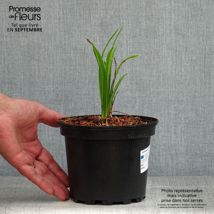 Ejemplar de Hemerocallis Rosy Returns Maceta 2L/3L entregado en verano