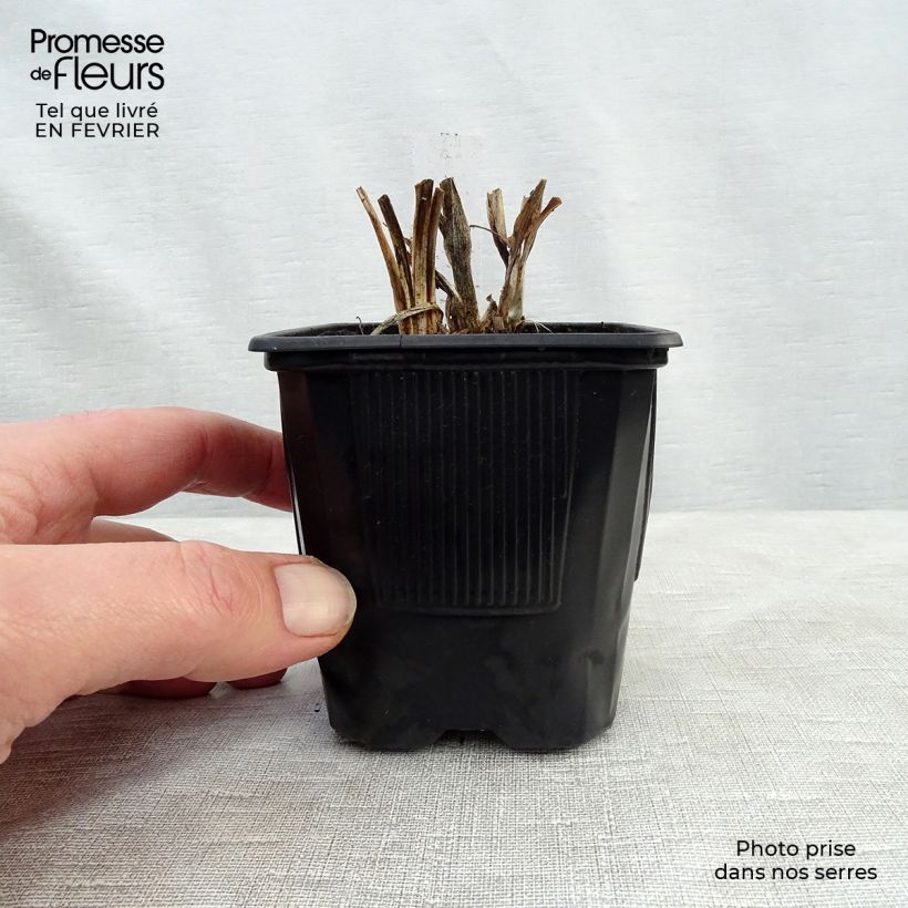 Hemerocallis Rosy Returns Maceta de 8/9 cm Ejemplar entregado en invierno