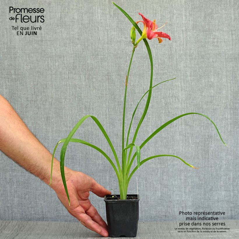 Ejemplar de Hemerocallis Rosy Returns Maceta de 8/9 cm entregado en verano
