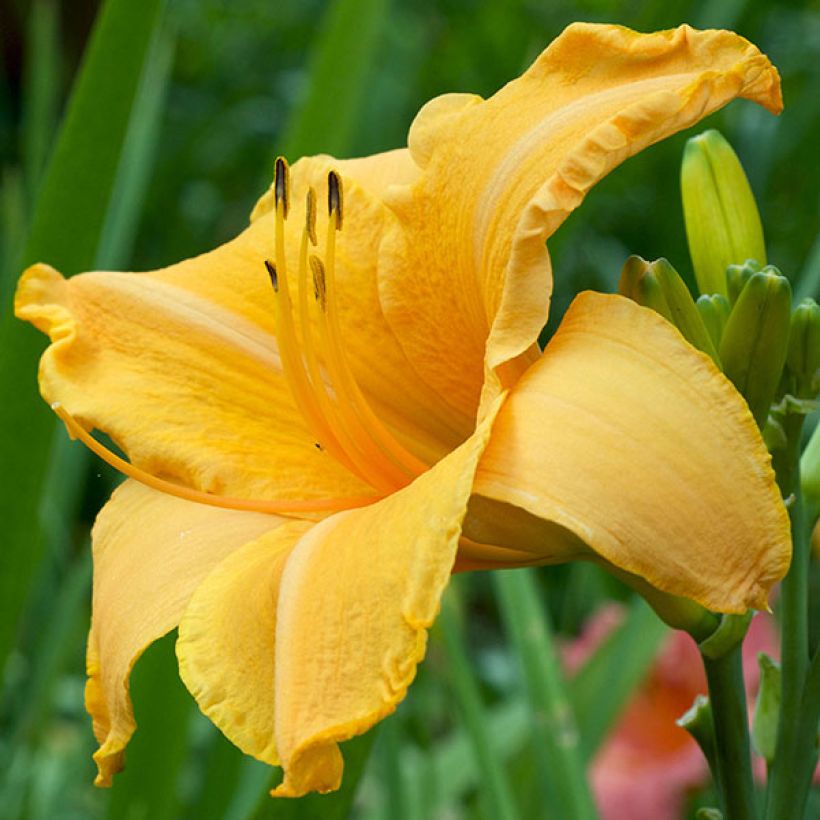 Hemerocallis Ruffled Apricot (Floración)