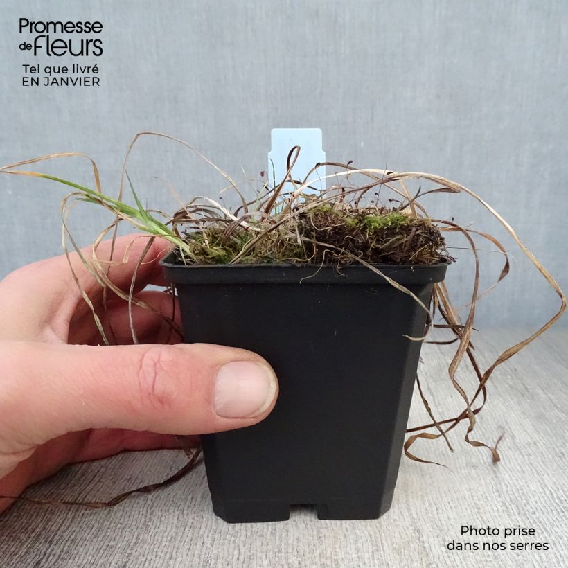 Hemerocallis Sammy Russel Maceta de 8/9 cm Ejemplar entregado en invierno