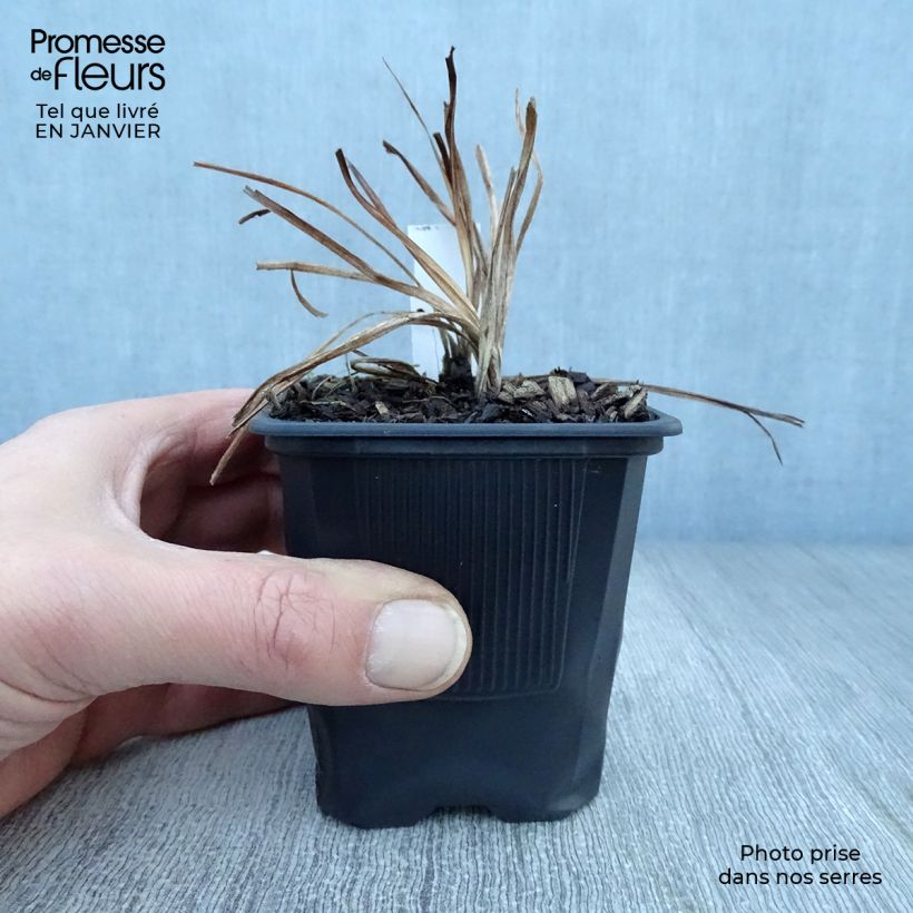 Hemerocallis Shooting Star Maceta de 8/9 cm Ejemplar entregado en invierno